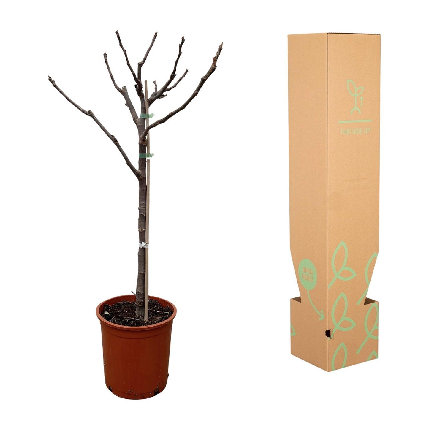 Ficus Carica am Stamm - Feigenbaum - Höhe: 100 cm  - Ø20 cm - Zimmerpflanze & Gartenpflanze