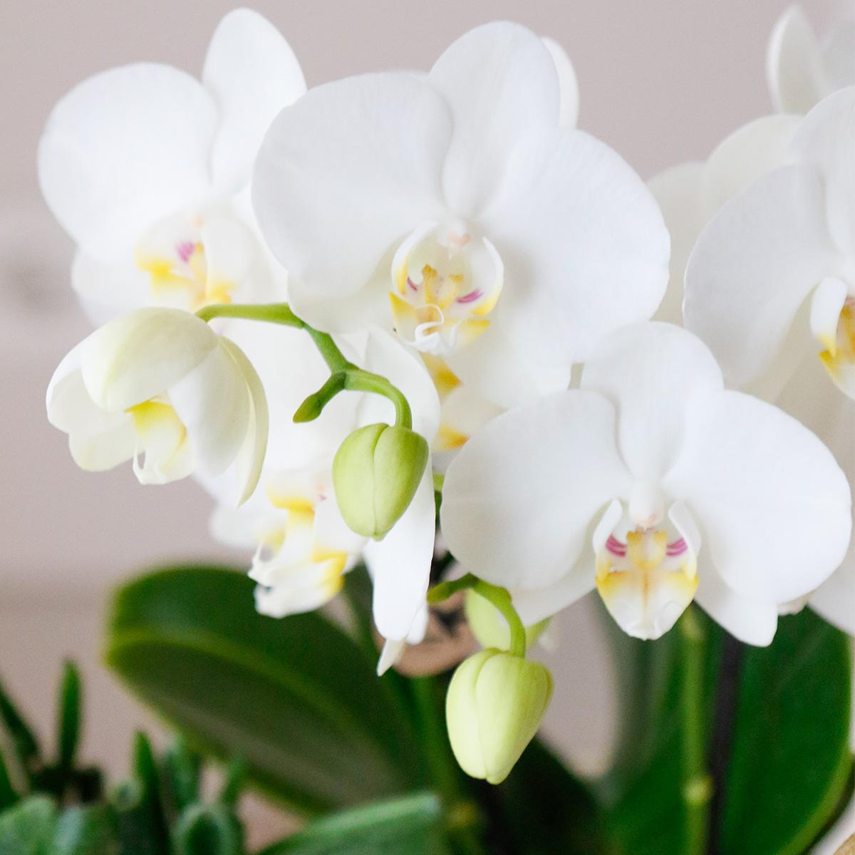 Komplettes Pflanzenset Luxury Living | Grünpflanzen mit weißer Phalaenopsis-Orchidee inkl. Keramik-Ziertöpfe und Zubehör