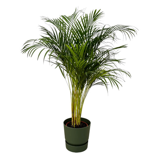 Areca-Palme - 130 cm Höhe - Ø24 cm - Inklusive Elho Greenville Round Topf (Grün) D30xH28 - Tropische Zimmerpflanze für elegantes Ambiente