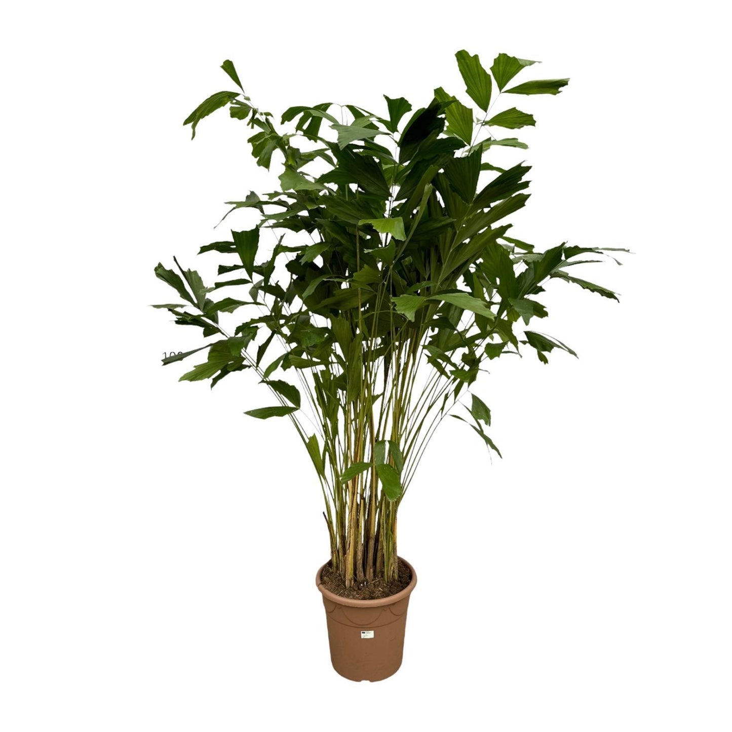 Caryota Mitis - 210 cm - Ø40cm | Majestätische Tropenpalme für Exklusive Akzente