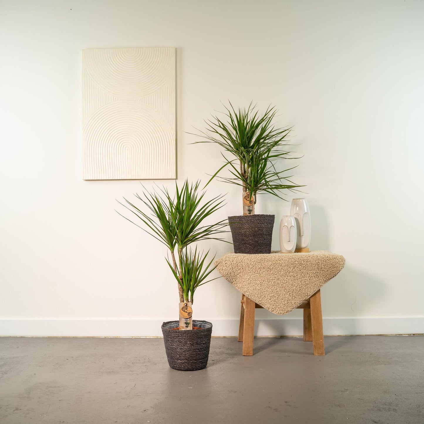 2x Dracaena - Höhe 90 cm - Ø17 cm | Pflegeleichte Zimmerpflanze für stilvolle Dekoration