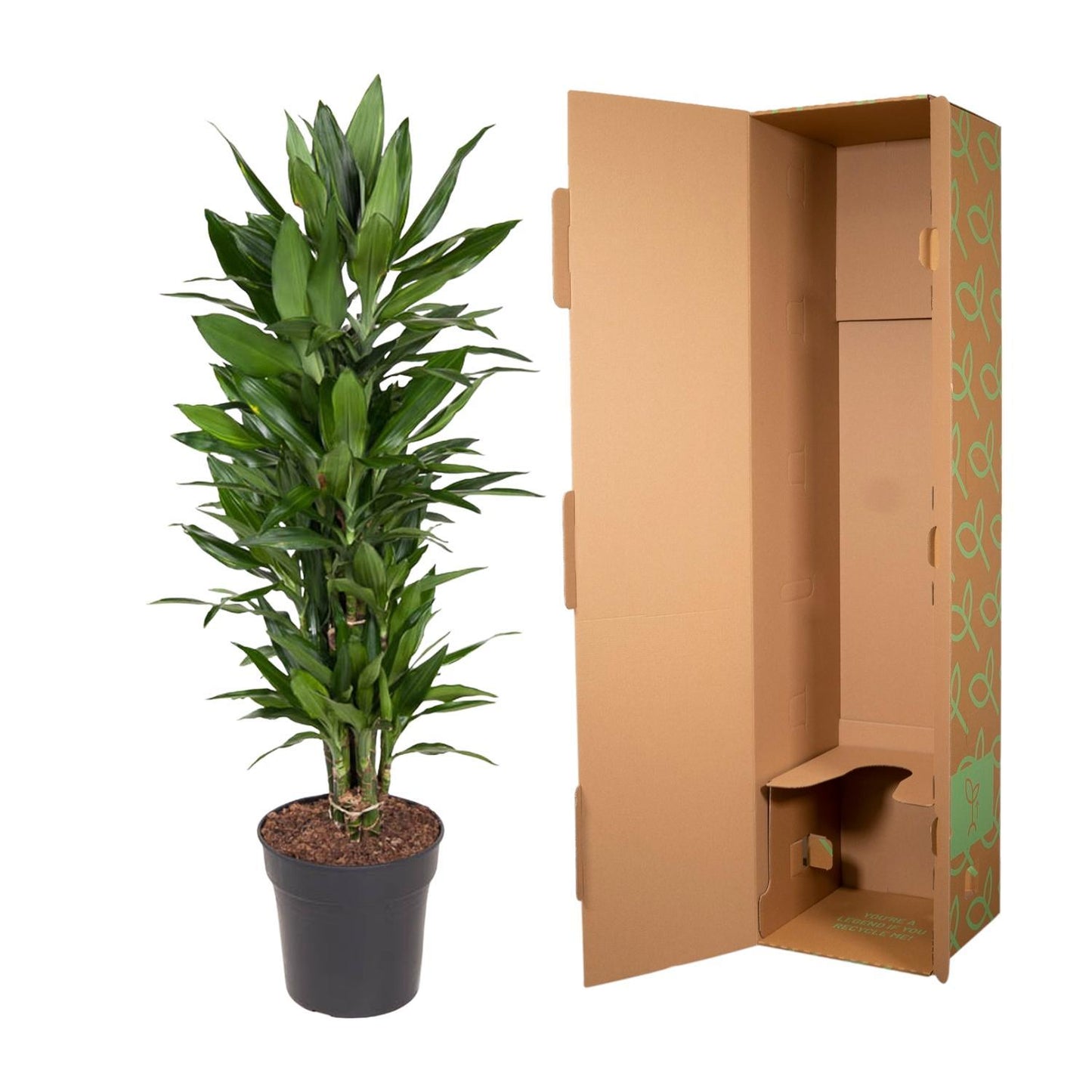 Dracaena Janet Lind vertakt - 110 cm - ø27