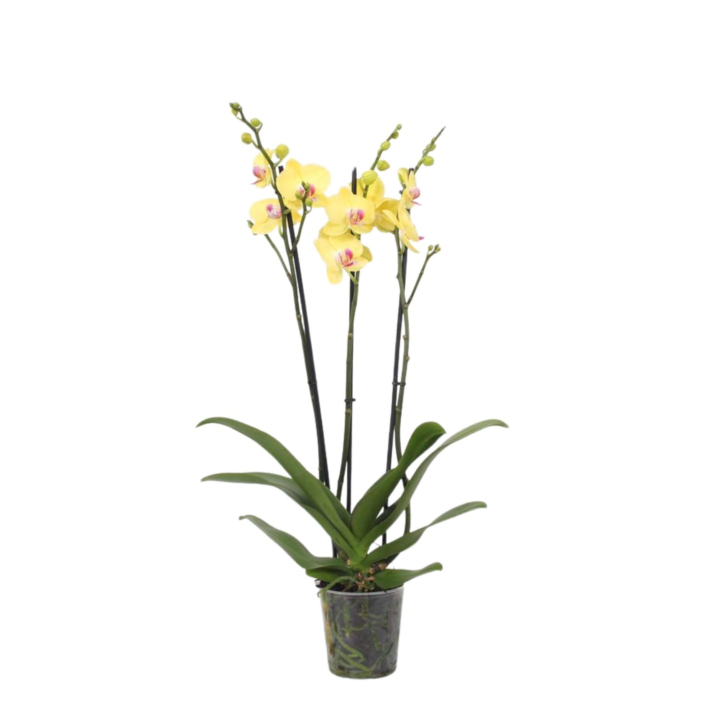 Phalaenopsis Lime Light - 3 Zweige - 60 cm - Ø12cm