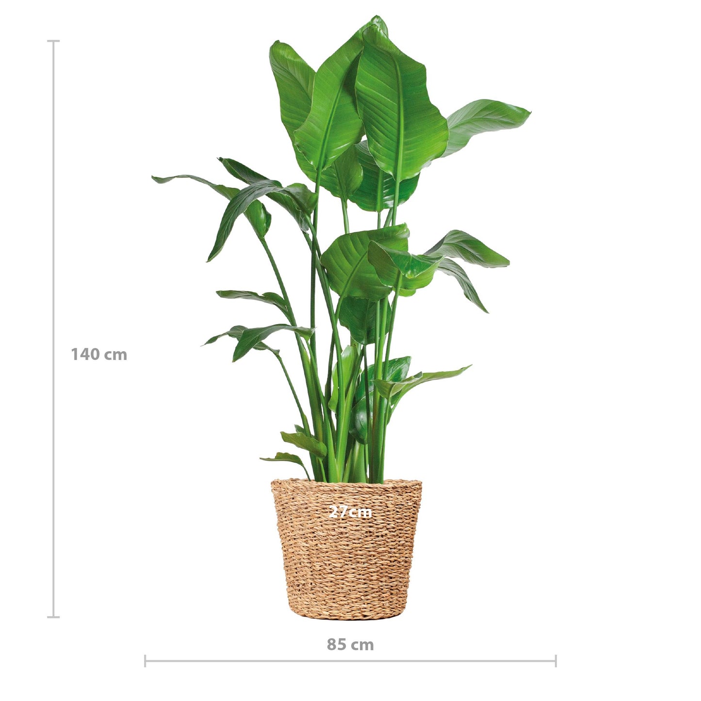 Strelitzia Nicolai XL mit Korb Torun  - 140cm - Ø27