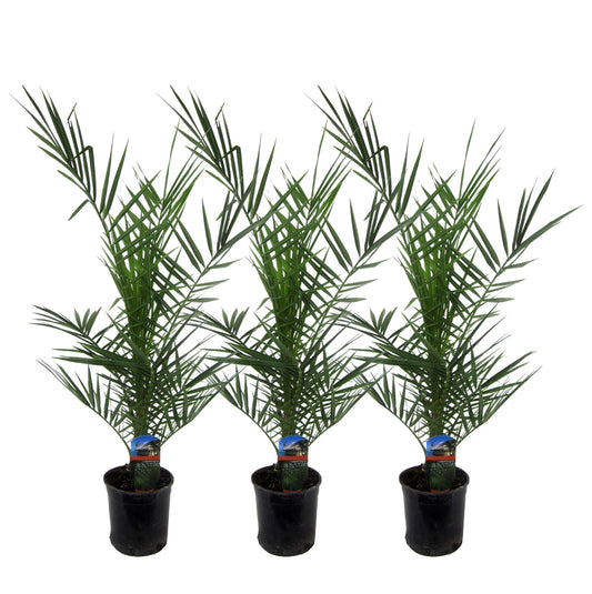 3x Phoenix Canariensis - 80 cmPhoenix Canariensis - Kanarische Dattelpalme, 3 Stück, Höhe 80 cm, Topfdurchmesser 15 cm - Ø15