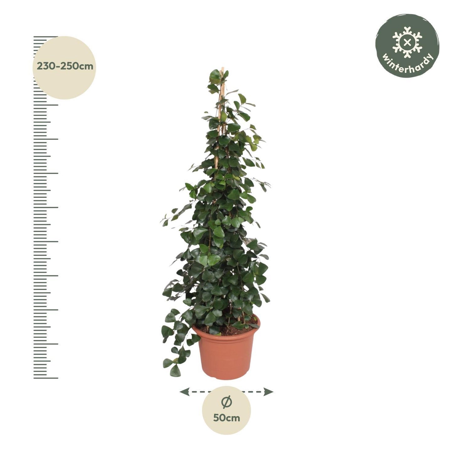 Ficus Trinova pyramide - 240 cm - ø50