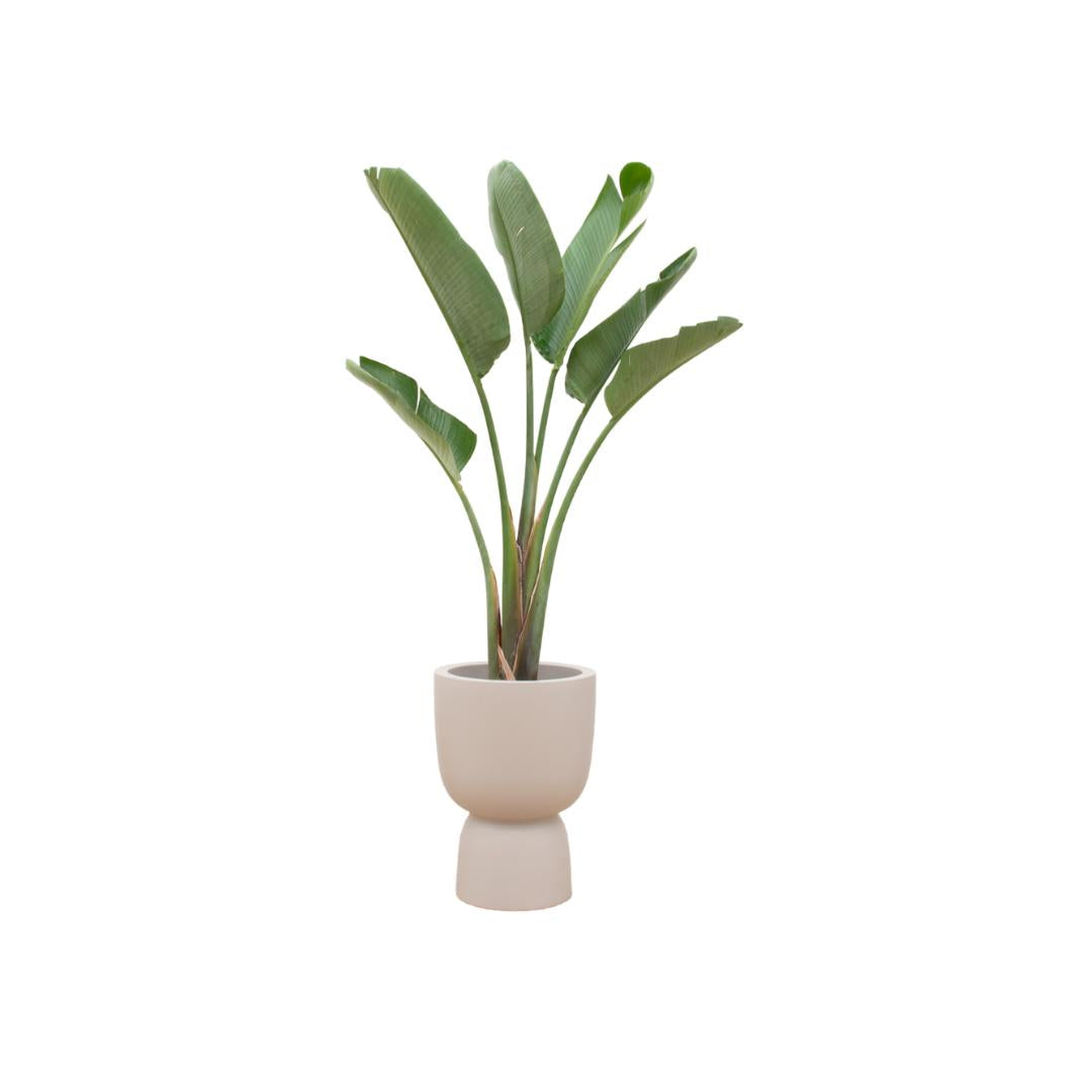 Combi deal - Strelitzia Augusta inclusief elho Pure Coupe beige Ø41 - 210 cm