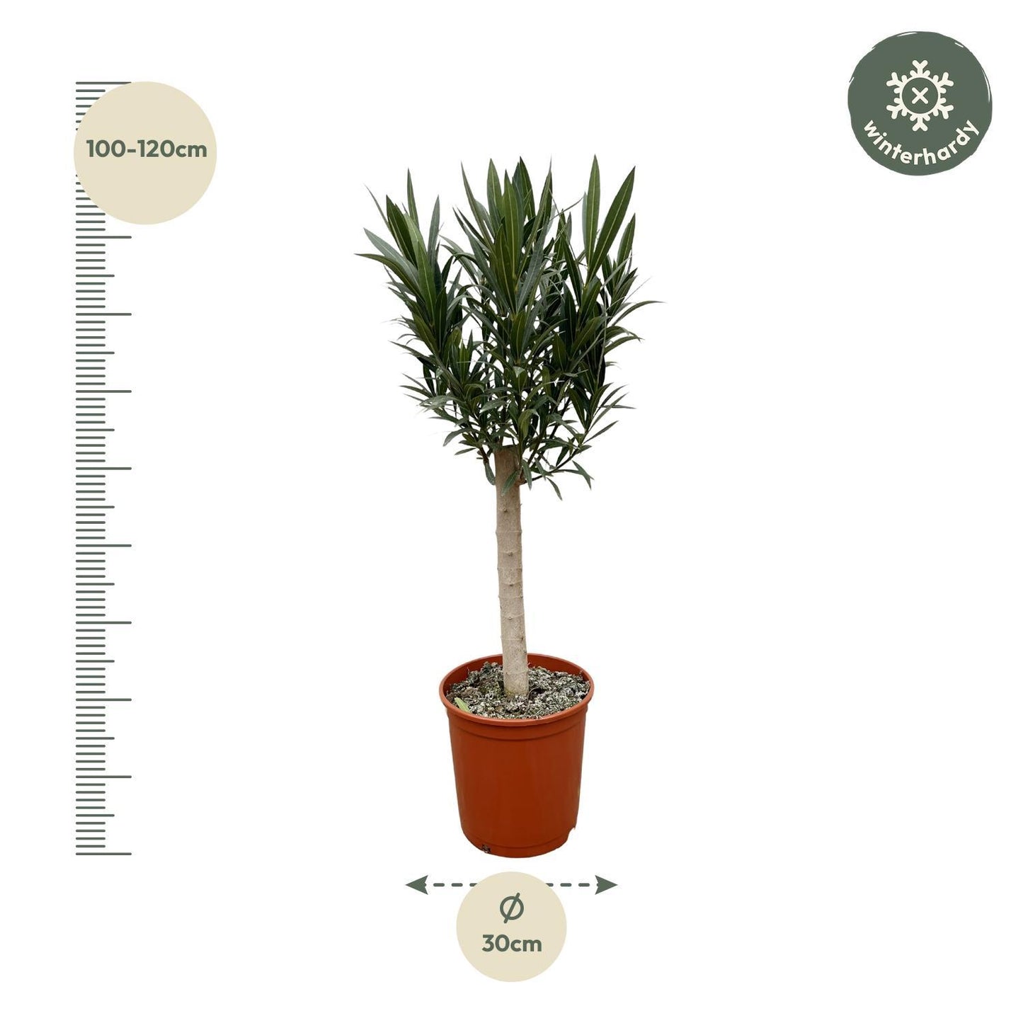 Nerium Oleander am Stiel mit weißer Blüte - 110cm - Ø22