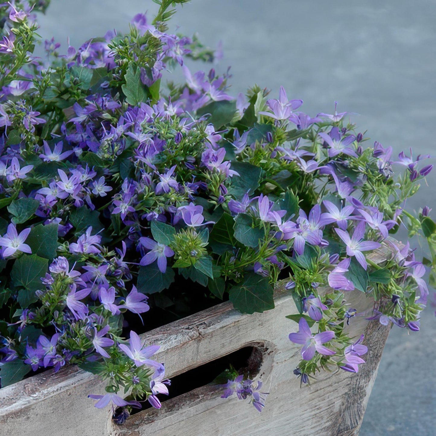 Campanula poscharskyana 'Stella' - ↕10-25cm - Ø9cm - 20x