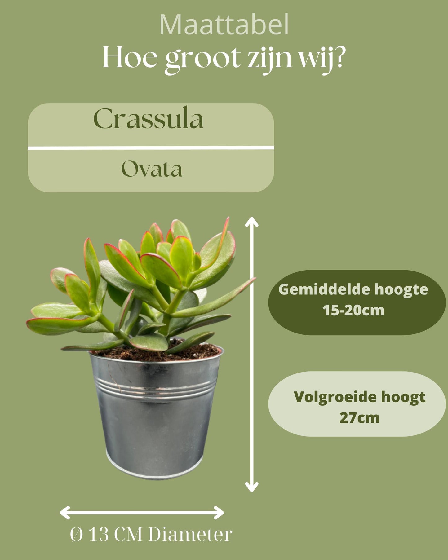 Succulenten- Crassula Ovata - 12cmØ- 15-20cm Groß - (3 Stück ) - Zinc - Ø13 cm