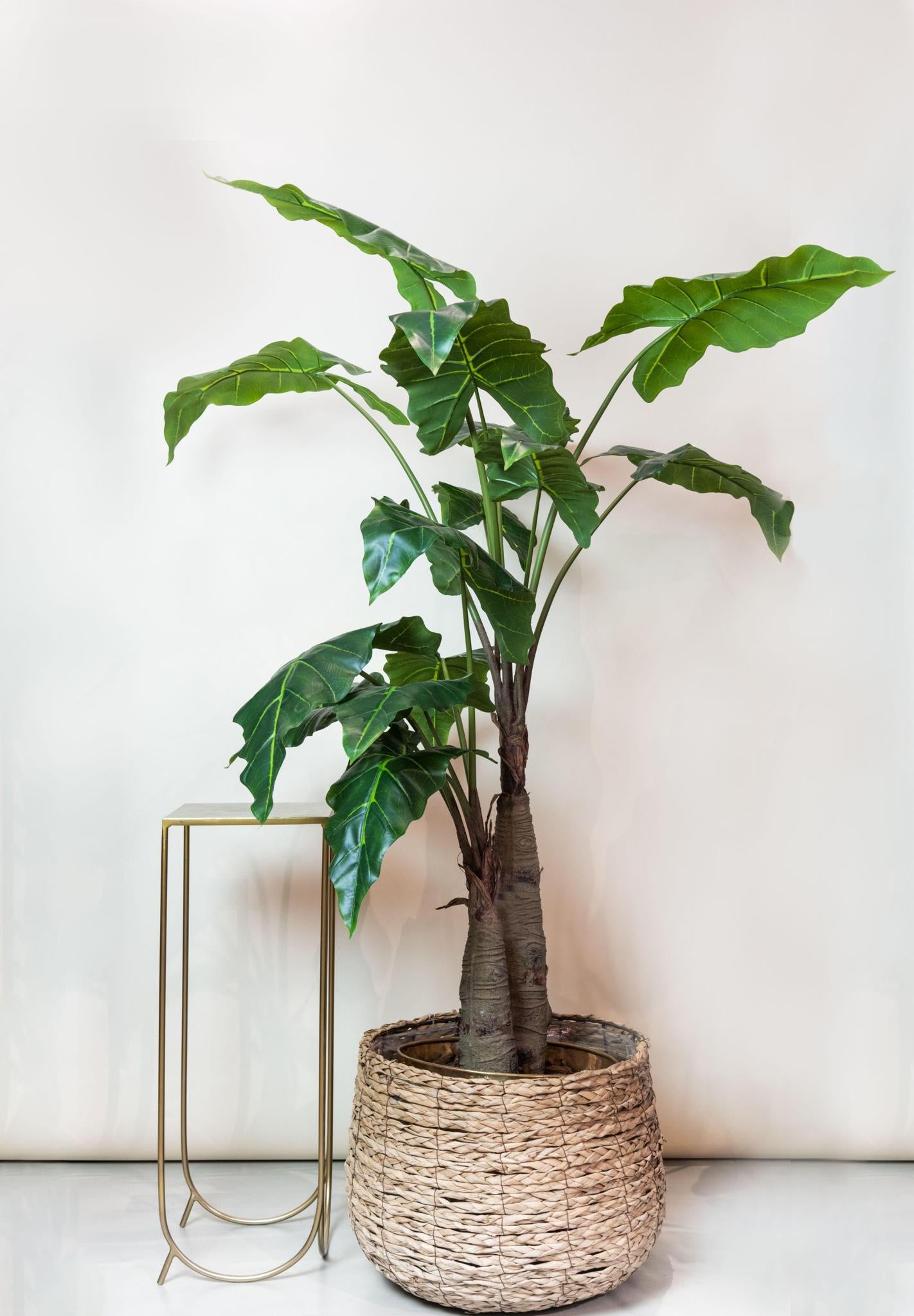 Kunstpflanze Alocasia - 180 cm Höhe - Hochwertige Kunstpflanze für tropisches Ambiente in großen Innenräumen