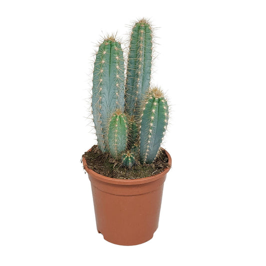 Pilosocereus azureus - 17cm