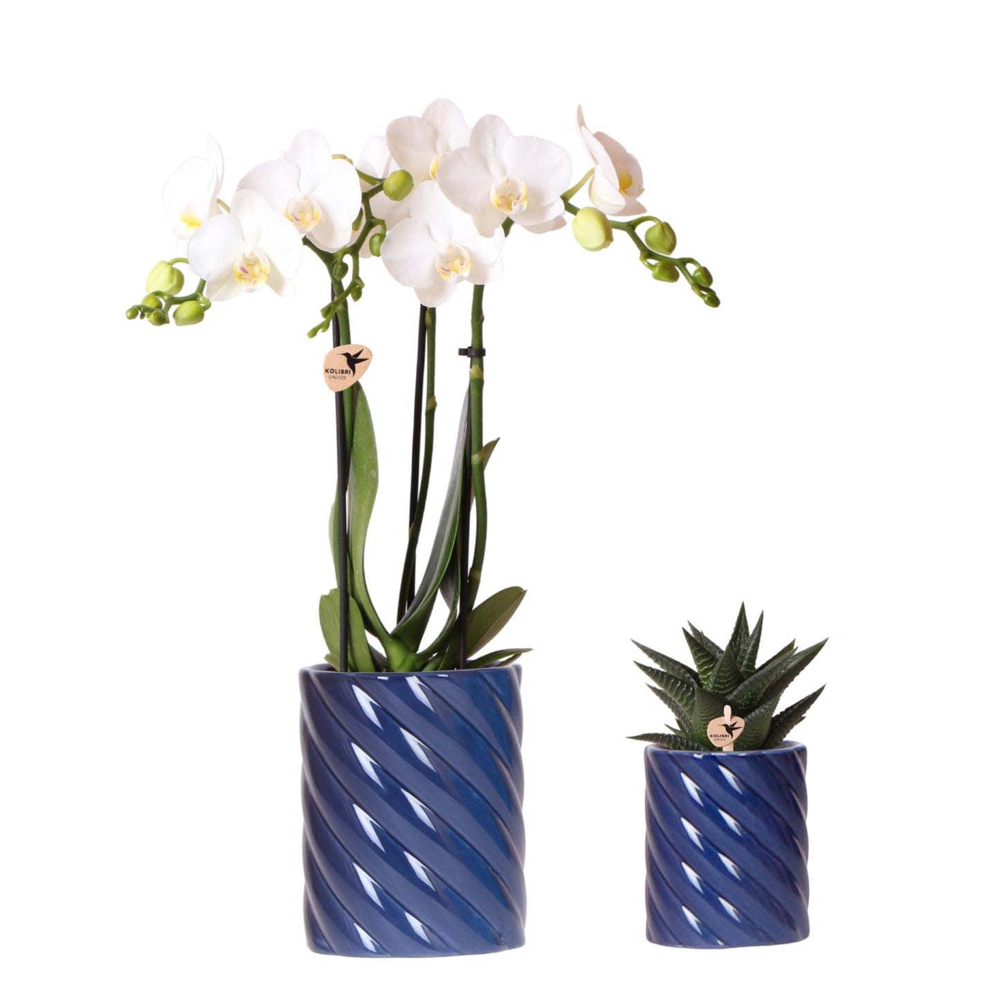 Kolibri Orchids | Set aus weißer Amabilis-Orchidee und Sukkulente in Candy Dekotopf blau - Topfgröße Ø9cm & Ø6cm | blühende Zimmerpflanze - frisch vom Züchter