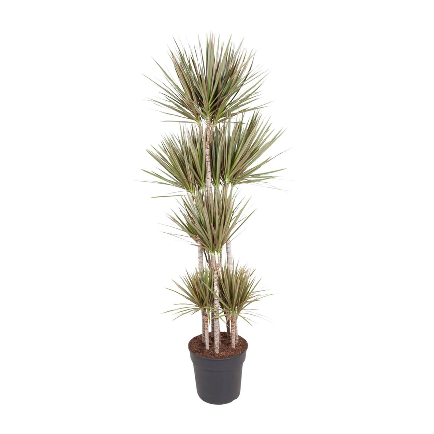 Dracaena Bicolor Carrousel - 180 cm - ø34