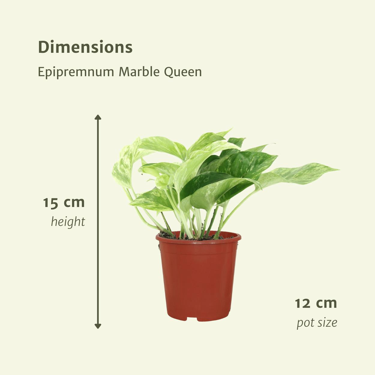 Epipremnum Marble Queen - 4 Stücke - Ø12cm - ↕15cm