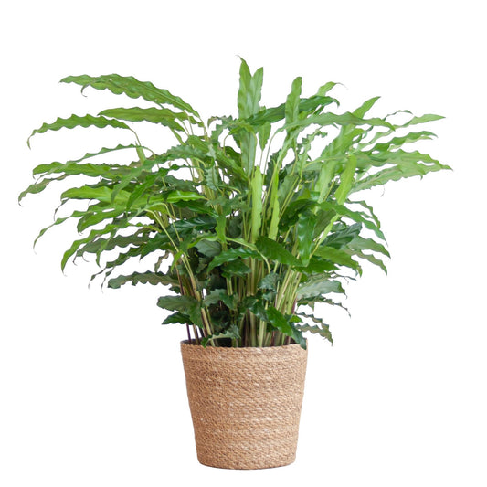 Calathea Rufibarba mit Sofia-Korb natur - 55cm - Ø17