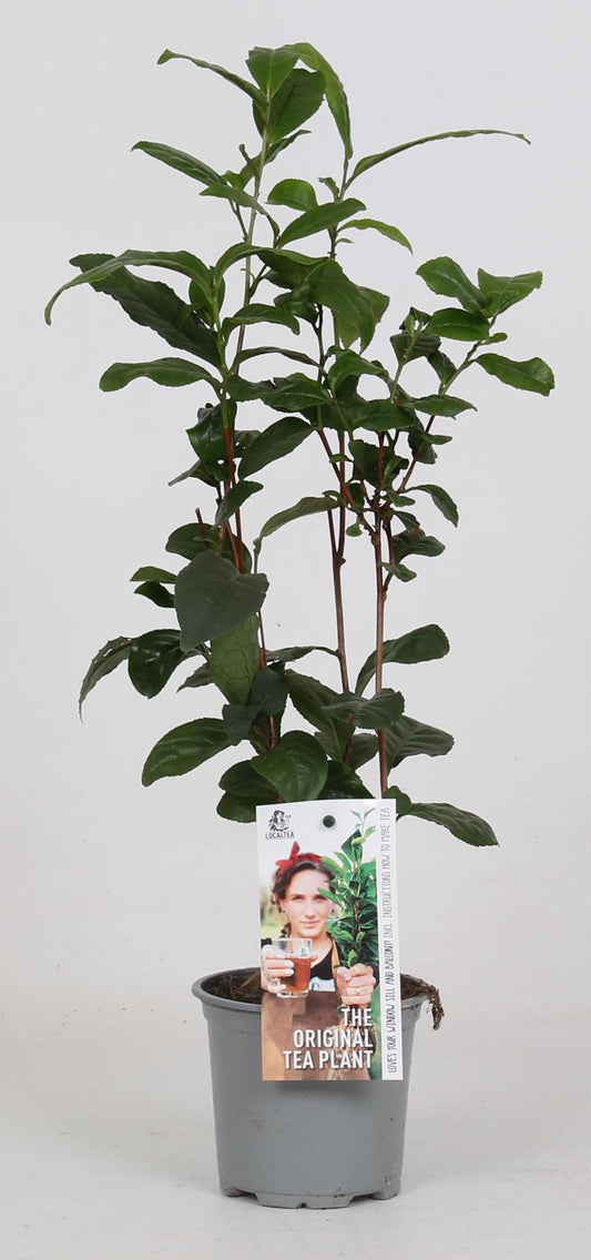 Camellia Sinensis (Teepflanze) - Ø12 cm - ↕40 cm | Authentische Teepflanze für Zuhause