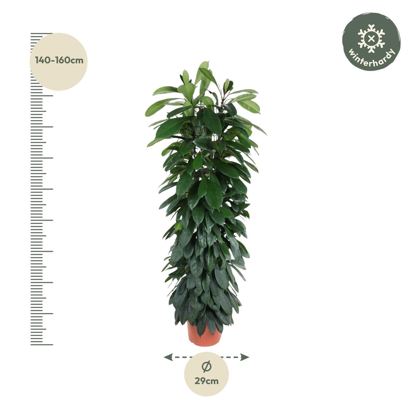 Ficus Cyatistipula Säule - 150 cm - ø29cm