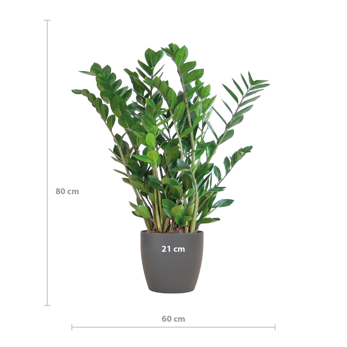 Zamioculcas Zamiifolia mit grauem Übertopf - 80cm - Ø21