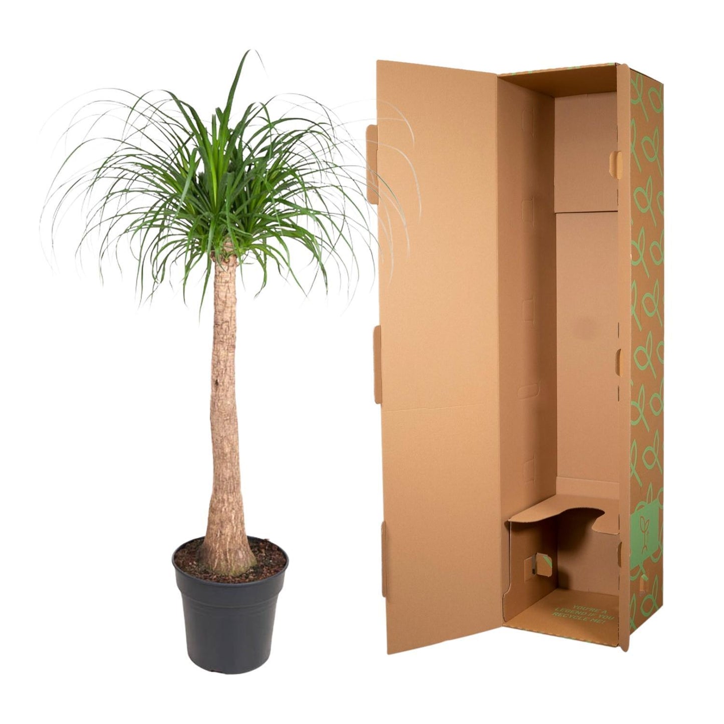 Beaucarnea Stam - 130 cm hoch - Topfgröße Ø32 cm - Elefantenfuß für modernes Raumdesign