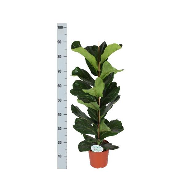 Ficus Lyrata | Majestätische Geigenfeige | Trendy Zimmerpflanze | Ø21cm Topf, ↕90cm Höhe, im Boule OLIJF Topf