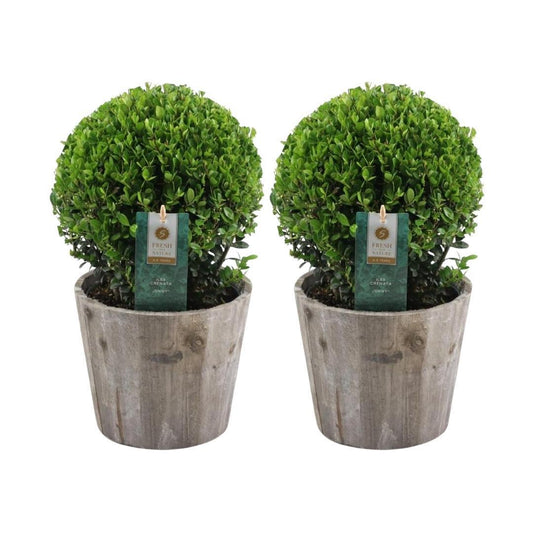 Ilex crenata 'Jenny' Kugelform | 2er-Set in Holztöpfen | Immergrüne Buchsbaum-Alternative | Ø20 cm