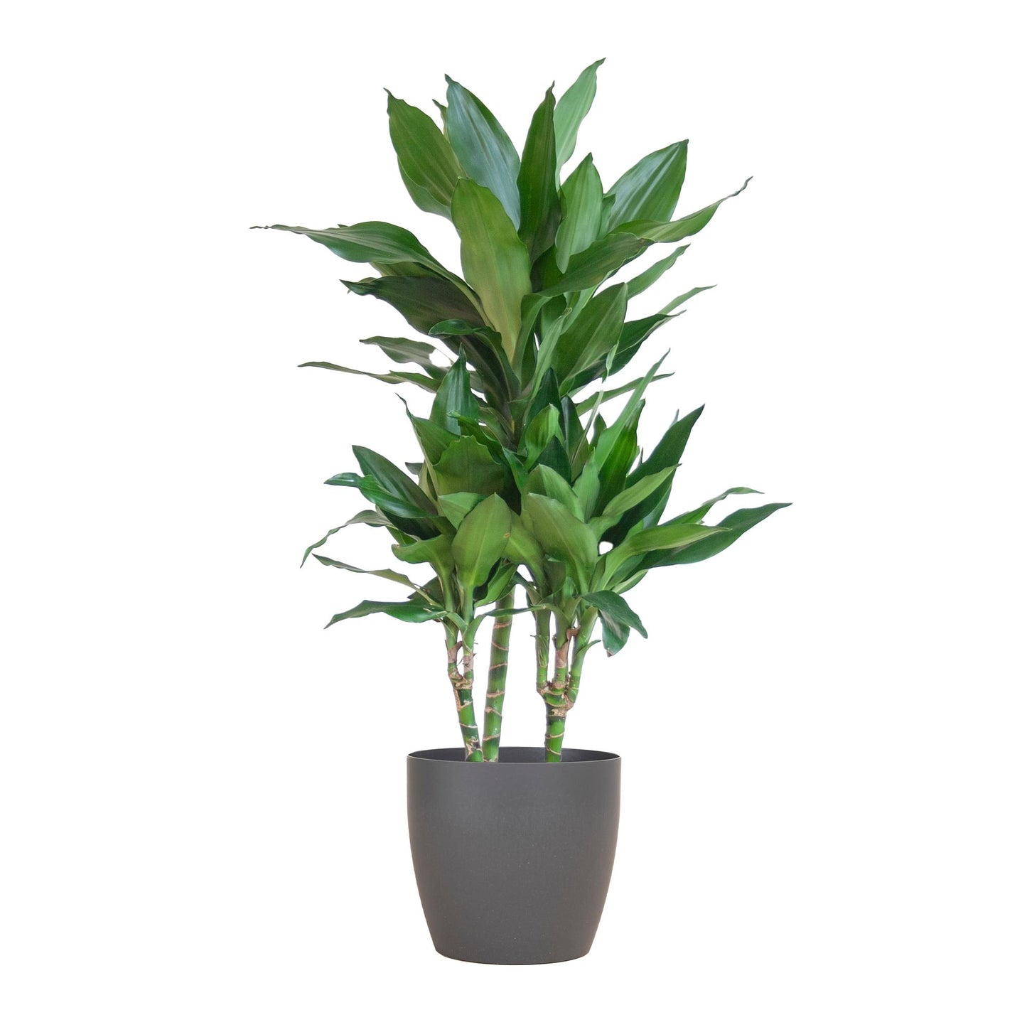 Dracaena  Janet Lindt mit Viber grau - 95cm - Ø21