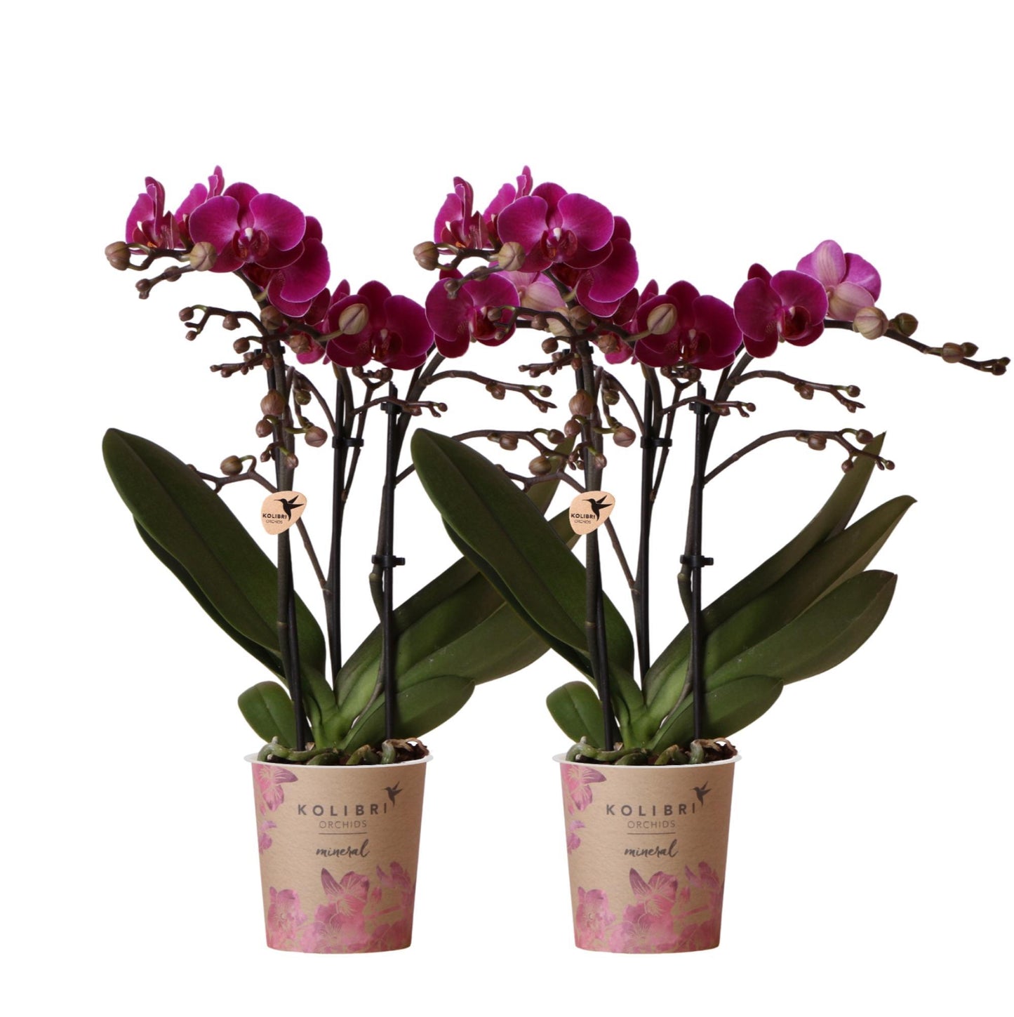 Kolibri Orchids | COMBI DEAL von 2 lila Phalaenopsis Orchideen - Morelia - Topfgröße Ø9cm | blühende Zimmerpflanze - frisch vom Züchter