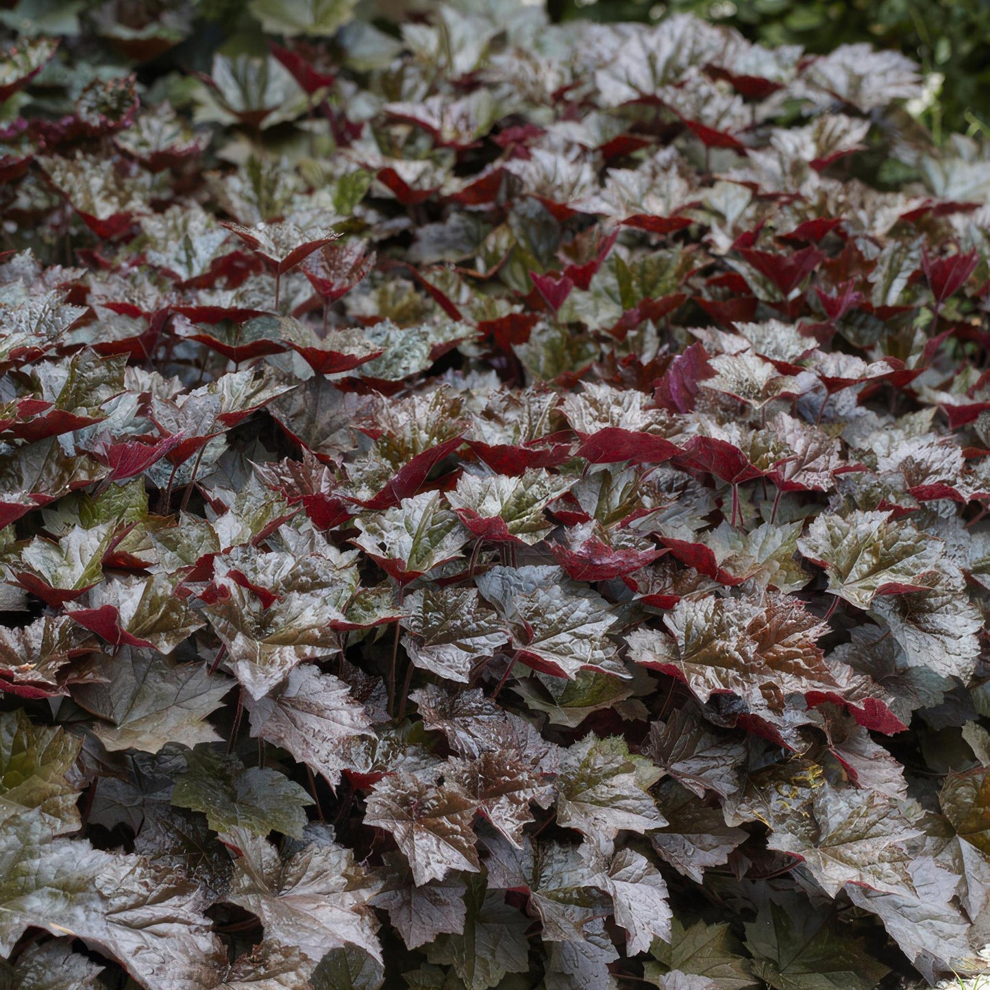 Heuchera mic. 'Palace Purple' - ↕25cm - Ø9cm  - 20x