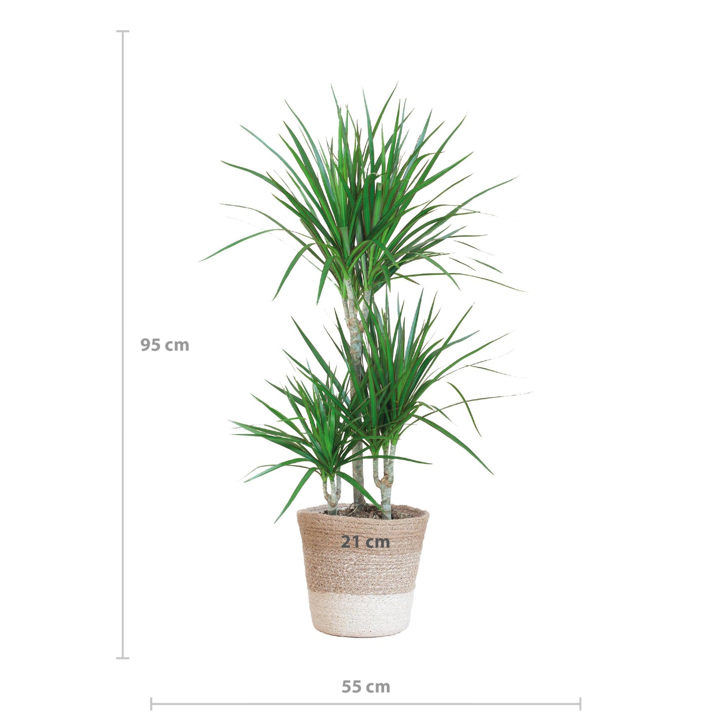 Dracaena Marginata mit weißem Lisabon-Korb - 95 cm - Ø21