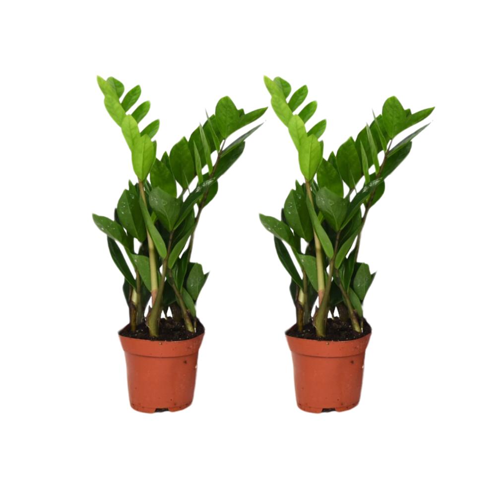 Zamioculcas Zamiifolia - (2x) - ø12cm - ↕40cm