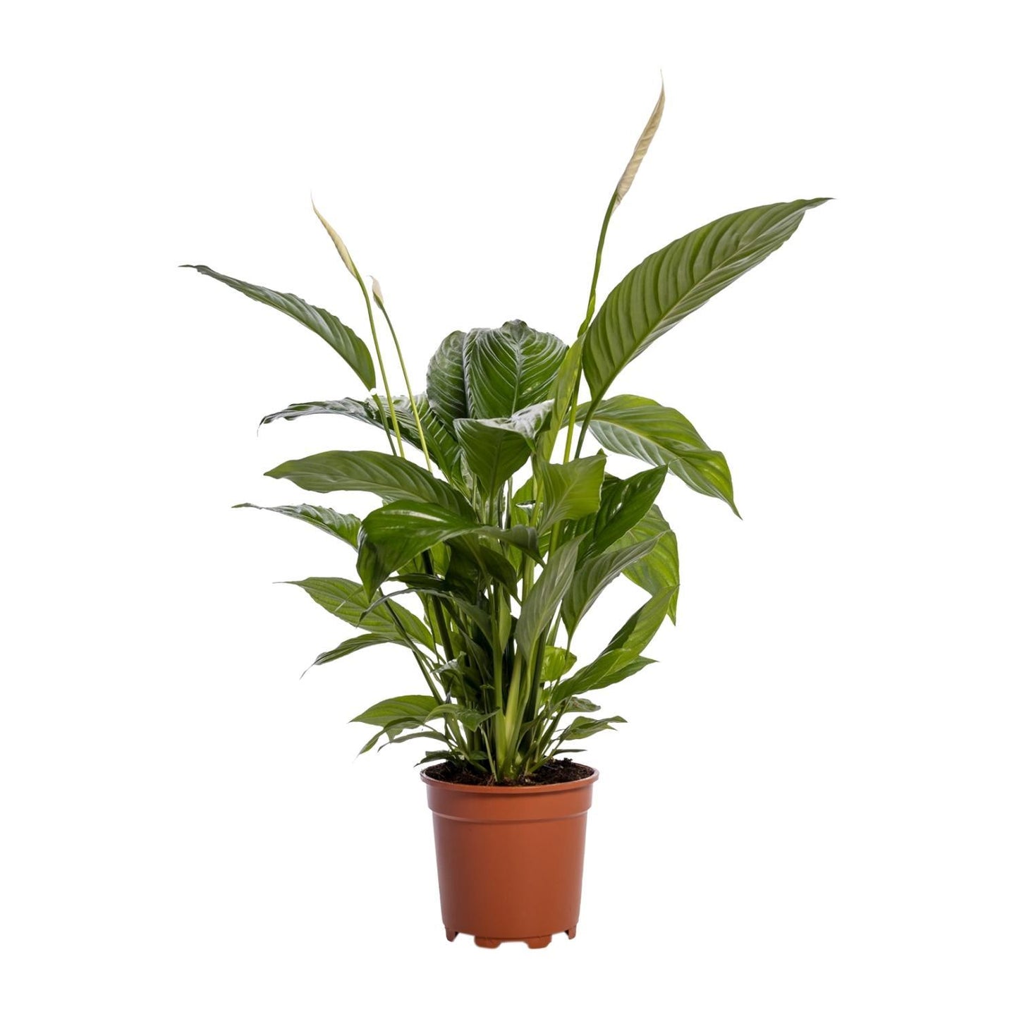 Spathiphyllum 'Bingo Cupido' - Ø19cm - ↕80cm | Große Friedenslilie für bessere Raumluft