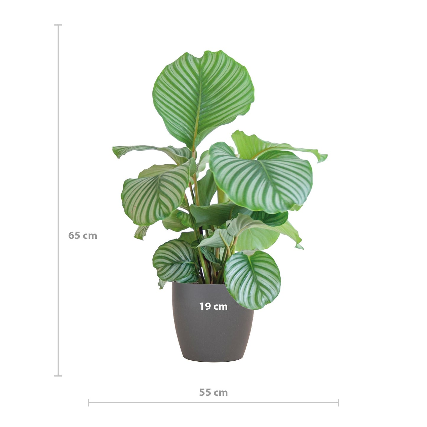 Calathea Orbifolia  mit Topf grau - 65cm - Ø21
