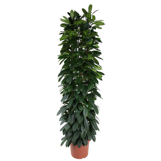 Ficus Cyatistipula Säule - 220 cm - ø40cm