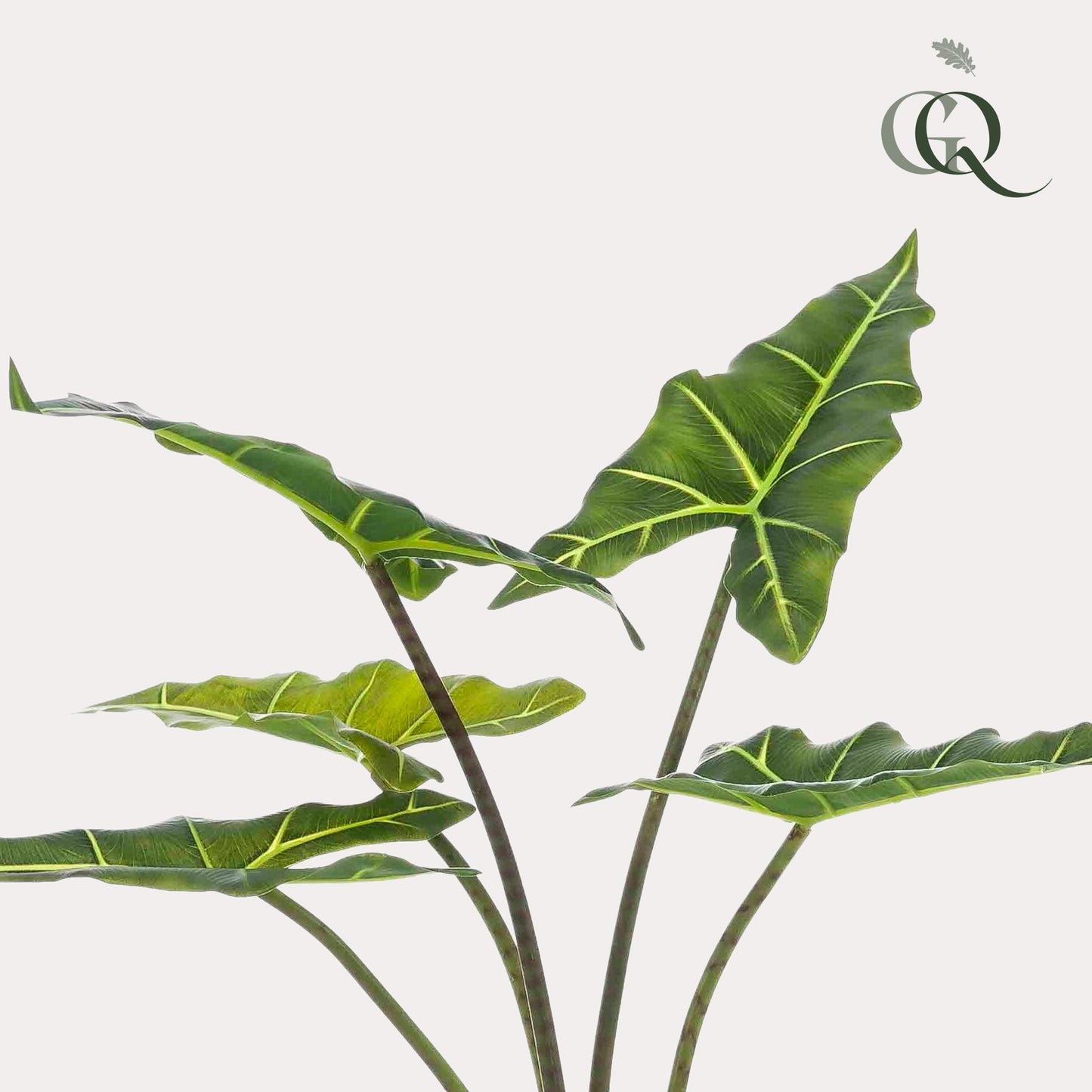 Kunstpflanze Alocasia Frydek - 80 cm Höhe - Elegante Kunstpflanze für moderne Innenräume