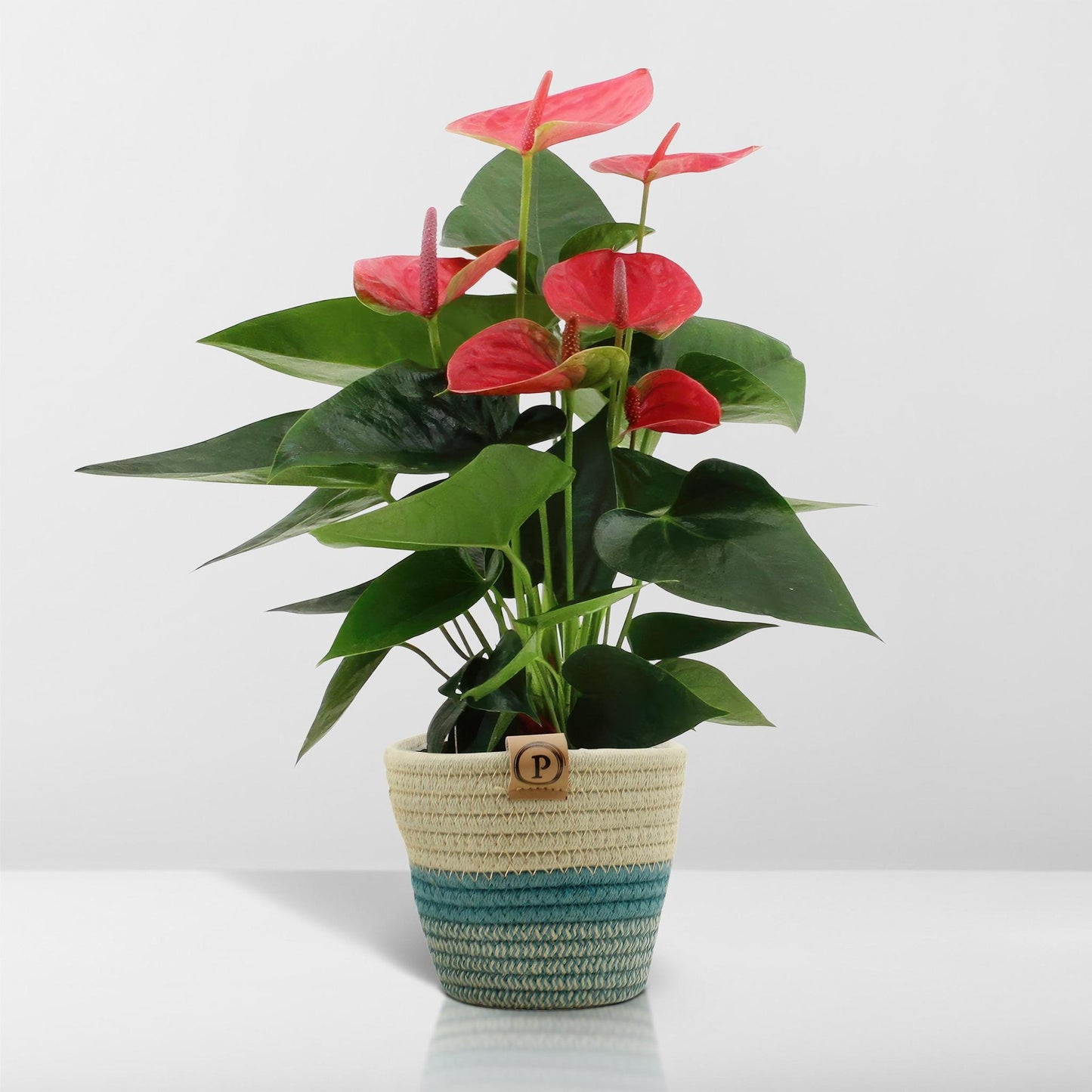 Anthurium Andreanum  Sweet Dream inkl. PURE Korb- 45cm - Ø12