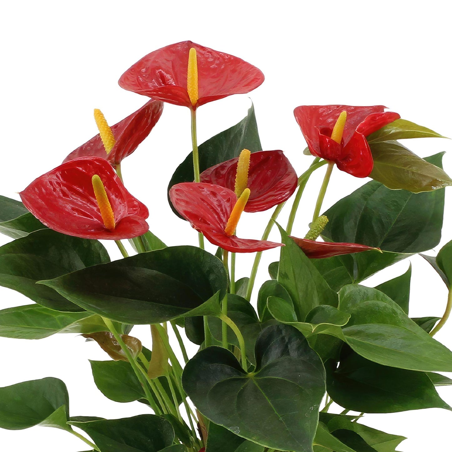 Anthurium Andreanum Diamant Rot incl. PURE zinktopf - 45cm - Ø12