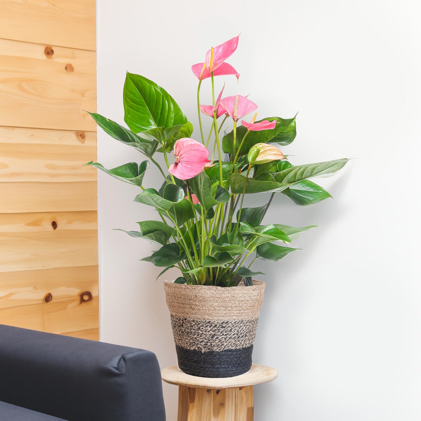 Anthurium Pink Explosion - 55cm Höhe, Ø17cm Topf