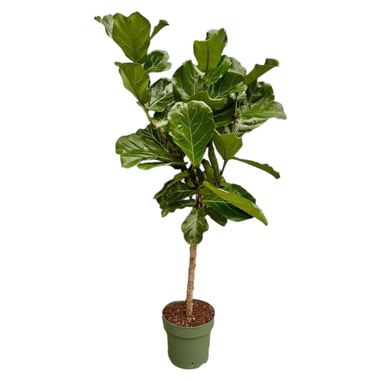 Ficus Lyrata stam - 160 cm - Ø27