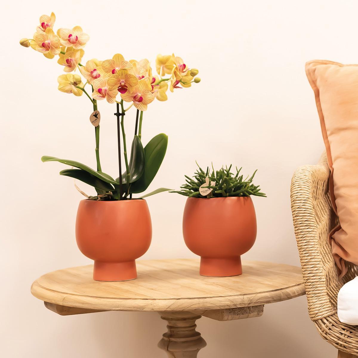 Orange Phalaenopsis Orchidee Topfgröße Ø9cm | blühende Zimmerpflanze - frisch vom Züchter