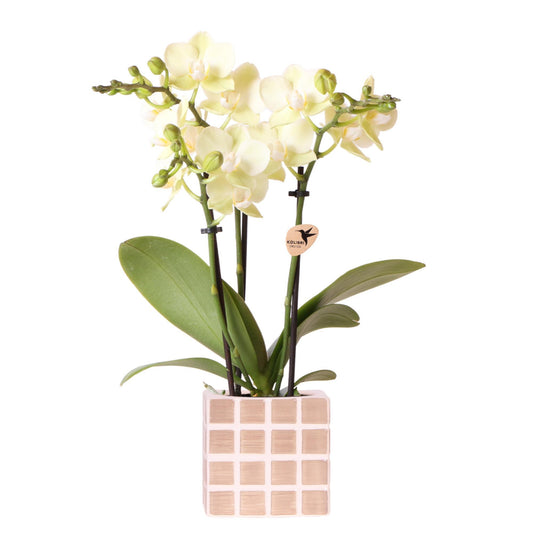 Kolibri Orchids | Gelbe Phalaenopsis Orchidee Mexiko + Mosa Ziertopf Braun - Topfgröße Ø9cm | Blühende Zimmerpflanze - Frisch vom Züchter