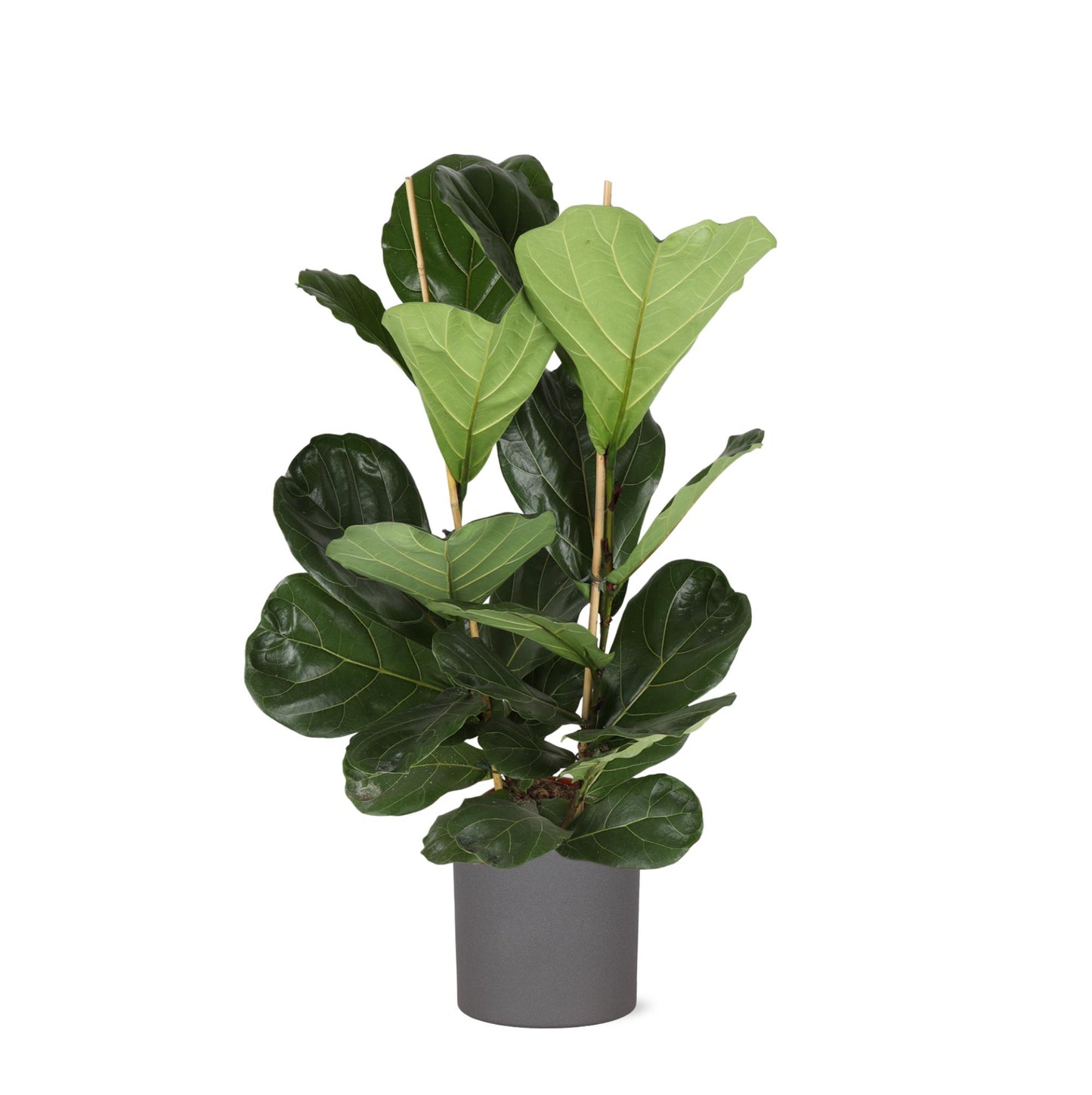 Ficus Lyrata - Ø24cm - ↕120cm in ERA antraciet pot