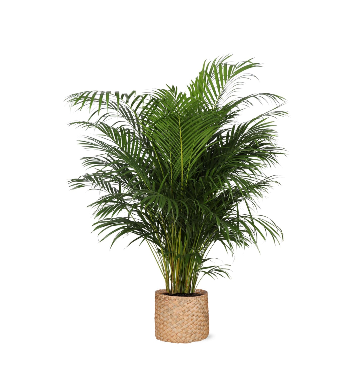 Dypsis Lutescens (Areca-Palme), Ø27 cm, 160 cm Höhe, im Albury NATURAL-Topf