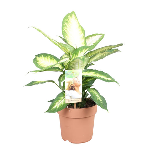 Dieffenbachia Camilla - Ø17cm - ↕45cm