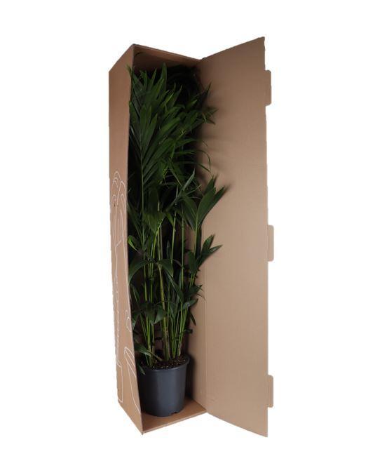 Areca-Palme - Ø17 cm - Höhe 160 cm | Pflegeleichte Zimmerpflanze