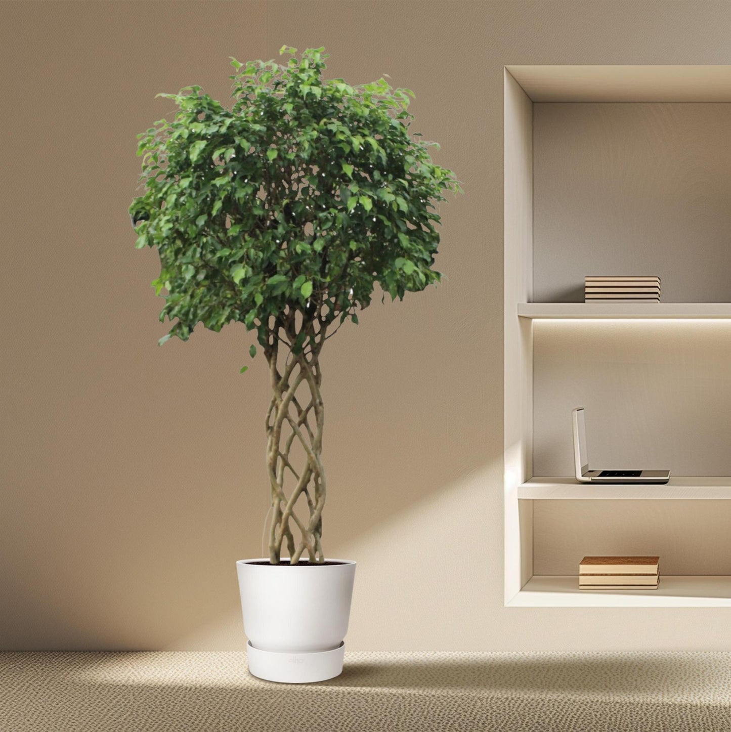 Ficus Benjamina Exotica mit Geflochtenem Stamm - 250 cm - Ø55 cm