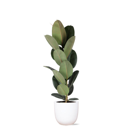 Ficus Elastica Robusta - Ø21cm - ↕90cm im Boule Weißen Topf