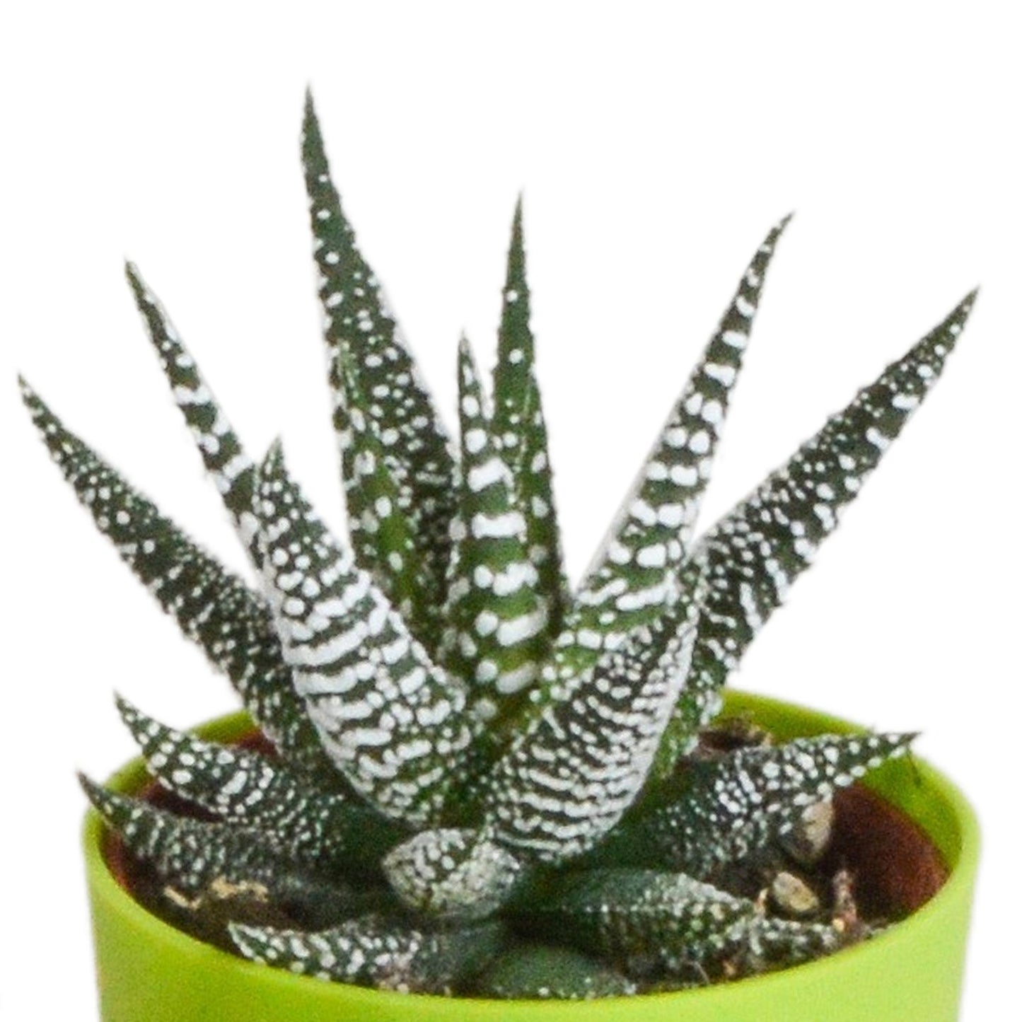 Gasteria/Haworthia-Mischung 5,5cm - 5x - in gekleurde plasticpot