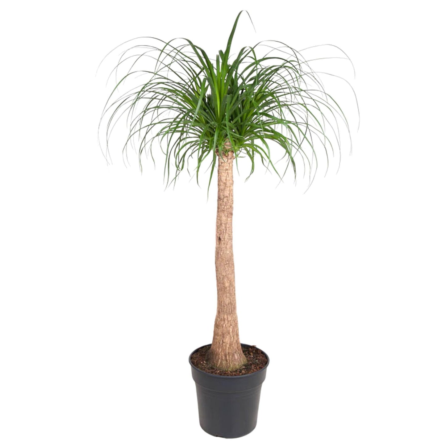 Beaucarnea Stam - 130 cm hoch - Topfgröße Ø32 cm - Elefantenfuß für modernes Raumdesign