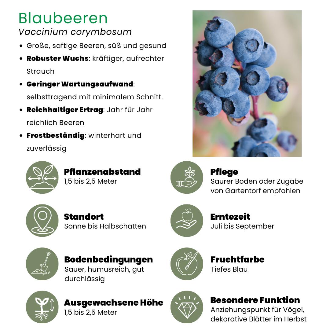 6 x Heidelbeerpflanzen BIO - Ø 13 cm - ↨ 20 cm